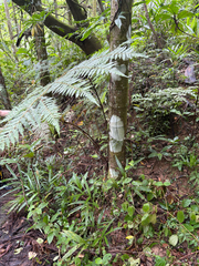 Alsophila spinulosa