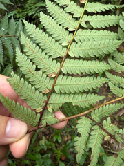 (c) 呂一起(Lyu yi-chi), some rights reserved (CC BY) Alsophila spinulosa, photograph (c) 呂一起(Lyu yi-chi), some rights reserved (CC BY)