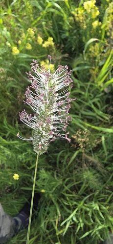 Timothy grass