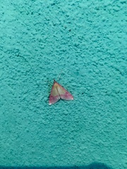 Choristostigma