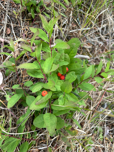 Northern Comandra