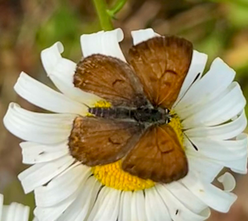 Mariposa Copper