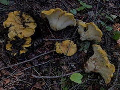 Cantharellus cascadensis