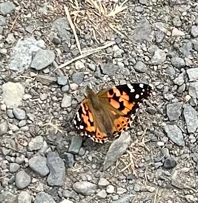Painted Lady