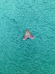 Choristostigma