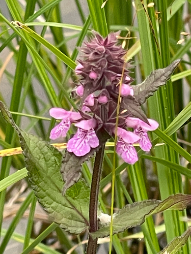 Marsh Woundwort