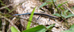 Emoia caeruleocauda