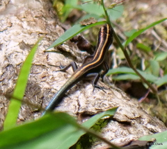Emoia caeruleocauda