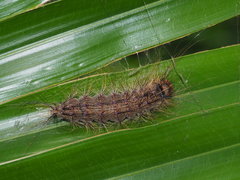 Lymantria xylina
