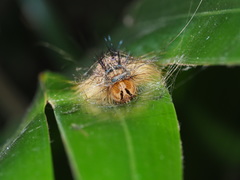 Lymantria xylina