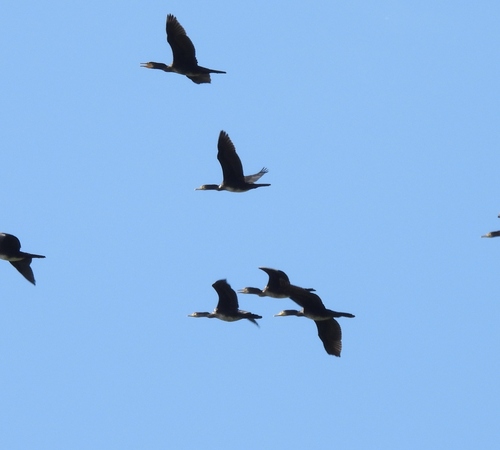 Great Cormorant