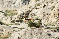 Capra aegagrus aegagrus