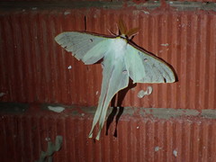 Actias neidhoeferi