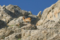 Capra aegagrus aegagrus