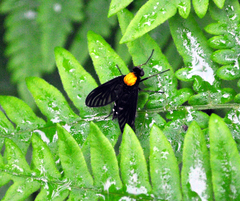 Chrysopilus thoracicus
