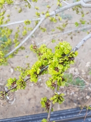 Ulmus pumila