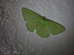 Tanaoctenia haliaria