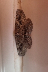 Hirasa punctivenaria