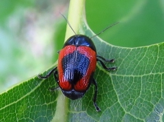 Cryptocephalus notatus
