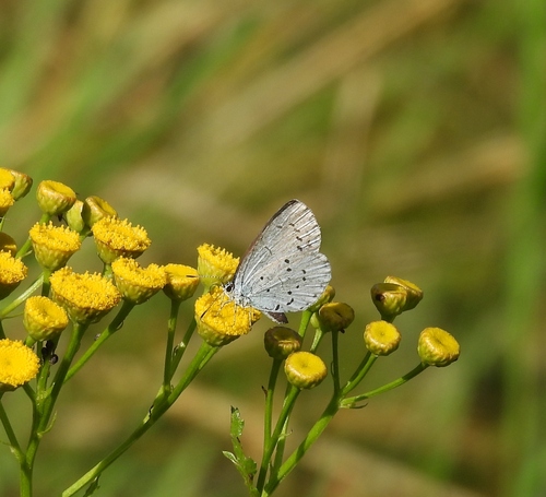 Holly Blue