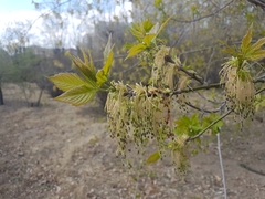 Acer negundo