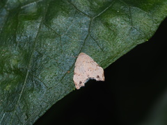 Oxacme cretacea