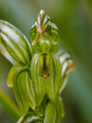 Pterostylis smaragdyna