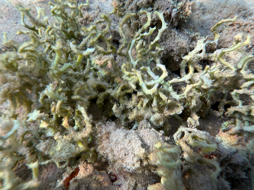 Caulerpa serrulata observed 2026-08-04
