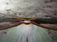 Actias neidhoeferi