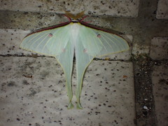 Actias neidhoeferi