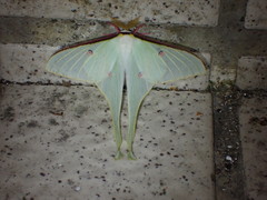 Actias neidhoeferi