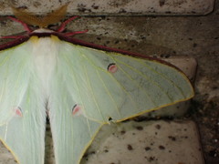 Actias neidhoeferi
