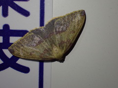 Heterolocha
