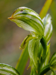 Pterostylis smaragdyna