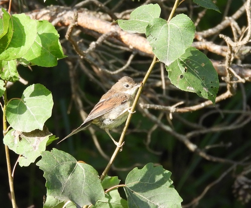 Greater Whitethroat