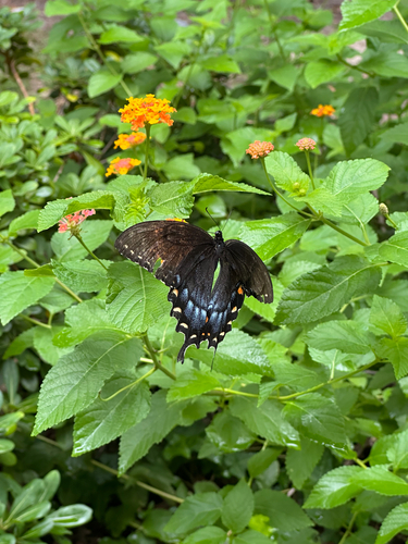 Eastern Tiger Swallowtail