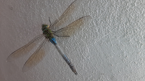 Blue Emperor