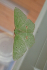 Tanaoctenia haliaria