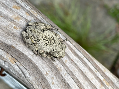 Cope's Gray Tree Frog