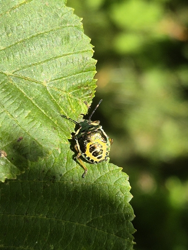 Bronze Shield Bug