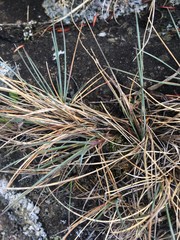 Festuca ammobia