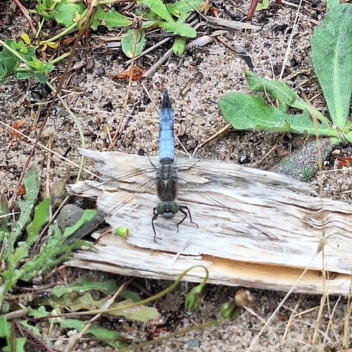 Black-tailed Skimmer