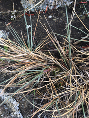 Festuca ammobia