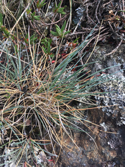 Festuca ammobia