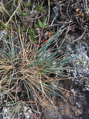 Festuca ammobia