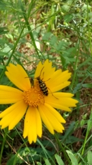 Lepturini