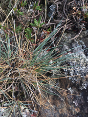 Festuca ammobia