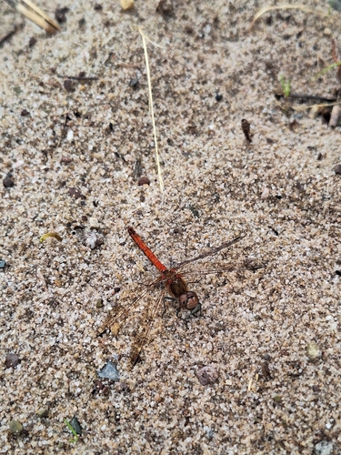 Common Darter