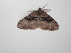 Anectropis semifascia