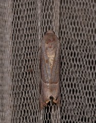 Niceteria macrocosma